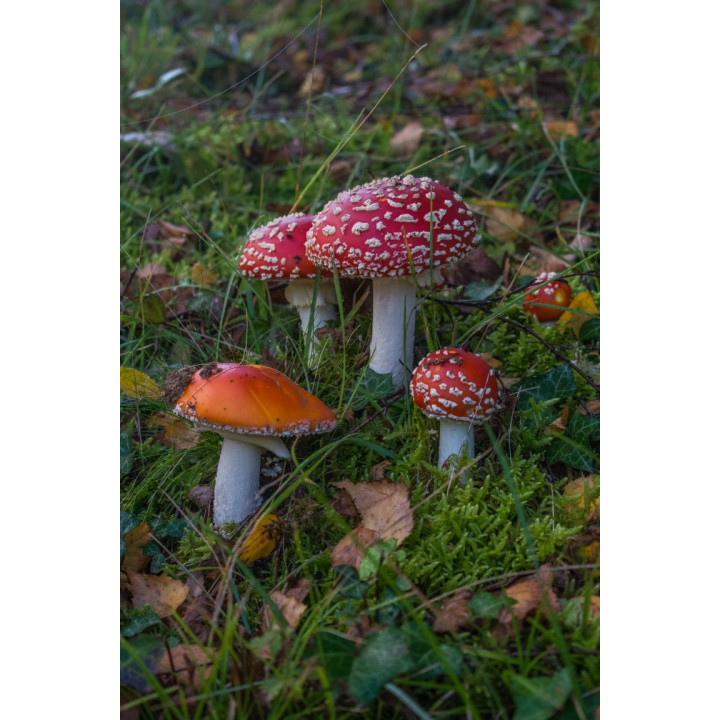 Cartes postales d'art "Forêt"