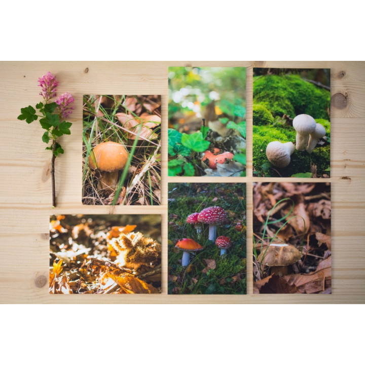 Cartes postales d'art "Forêt"