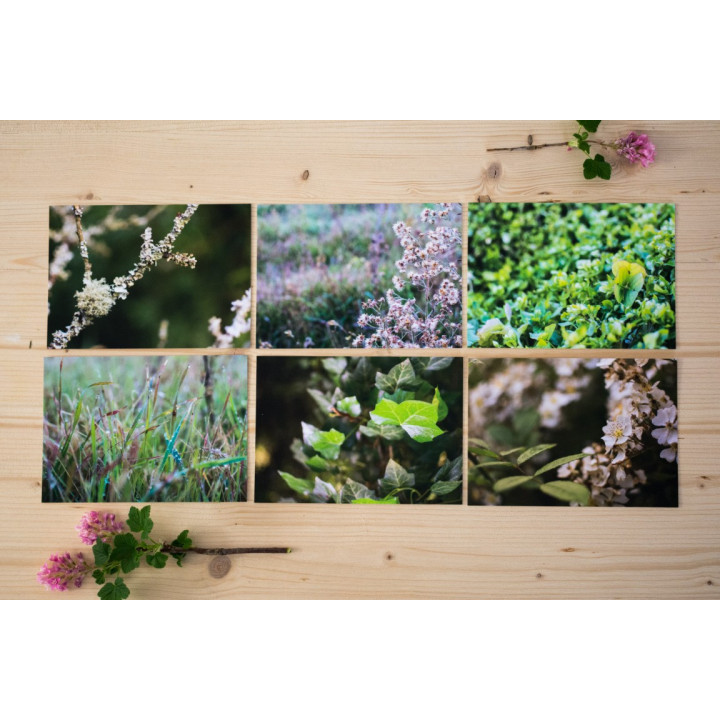 Cartes postales d'art "Nature"