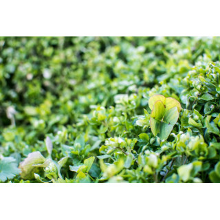 Cartes postales d'art "Nature"