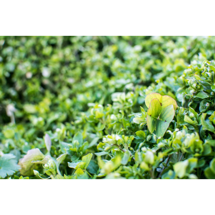 Cartes postales d'art "Nature"