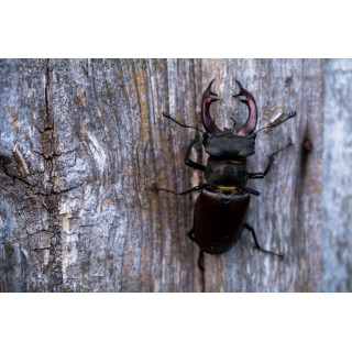 Cartes postales d'art "Faune"