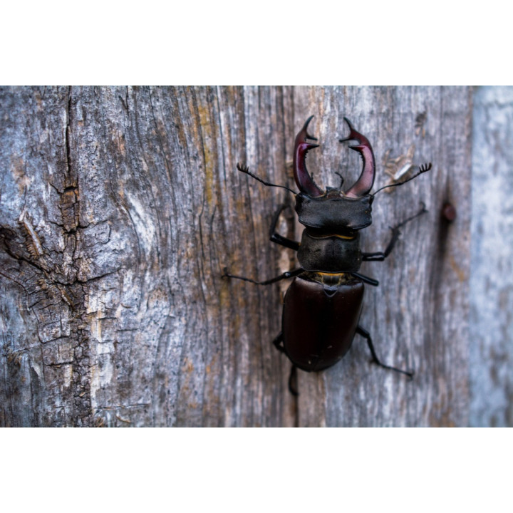 Cartes postales d'art "Faune"