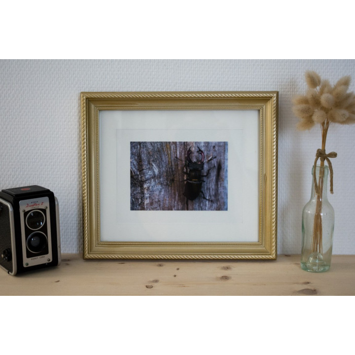 Cartes postales d'art "Faune"