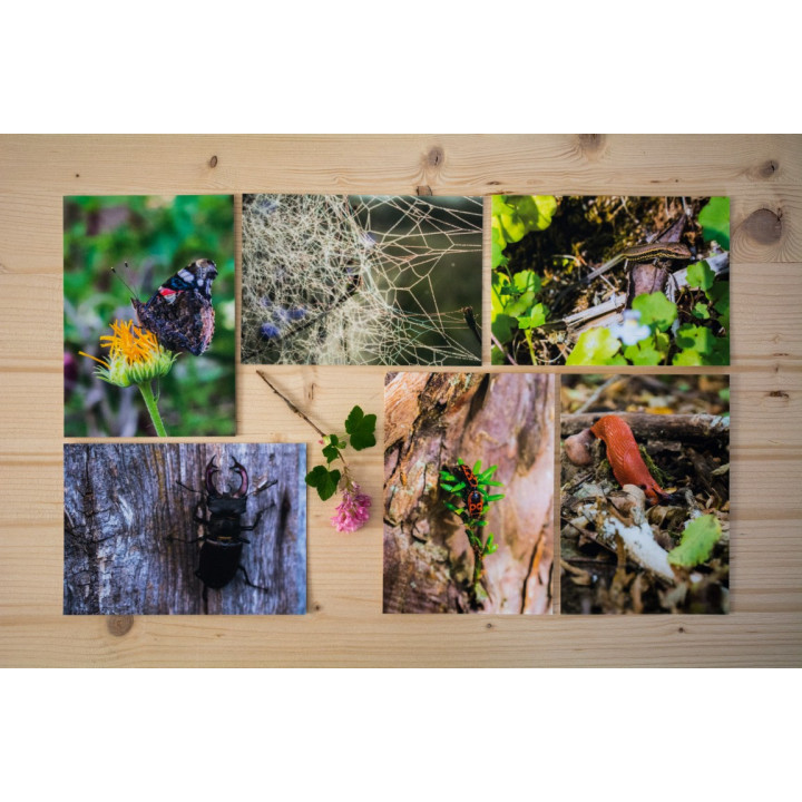 Cartes postales d'art "Faune"