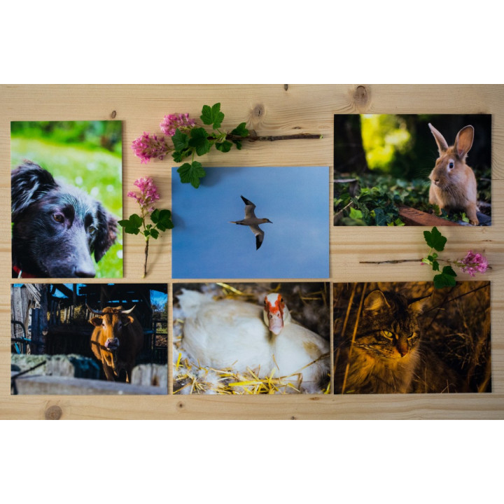 Cartes postales d'art "Animaux de la campagne"