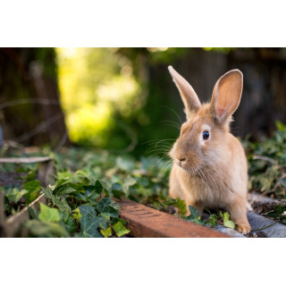 Cartes postales d'art "Animaux de la campagne"