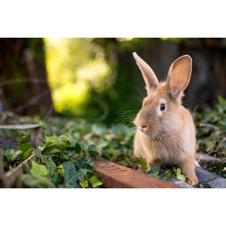 Cartes postales d'art "Animaux de la campagne"